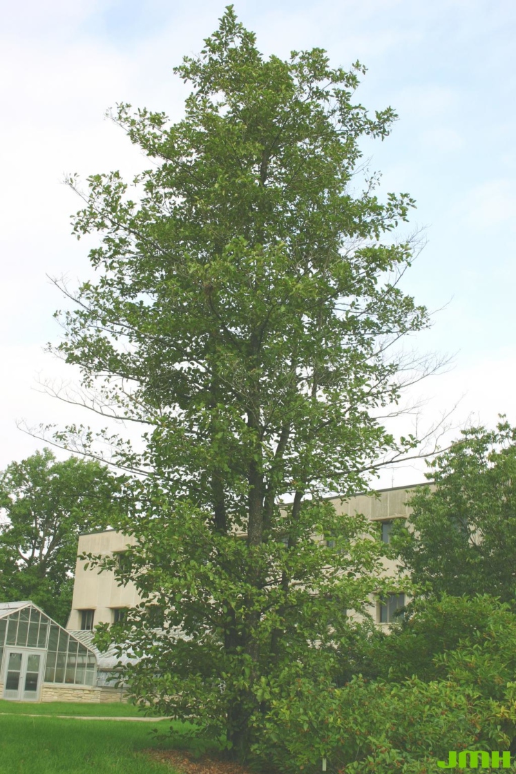 Alnus glutinosa (L.) Gaertn. (European black alder), habit