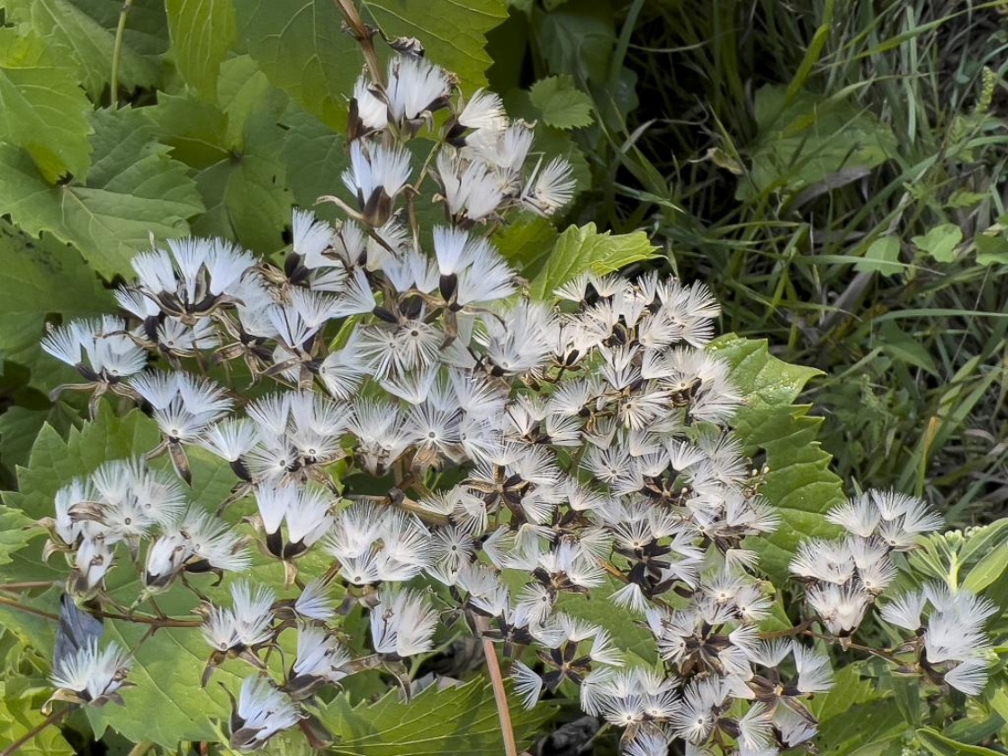 Arnoglossum atriplicifolium (L.) H.Rob. (pale Indian-plantain), fruit