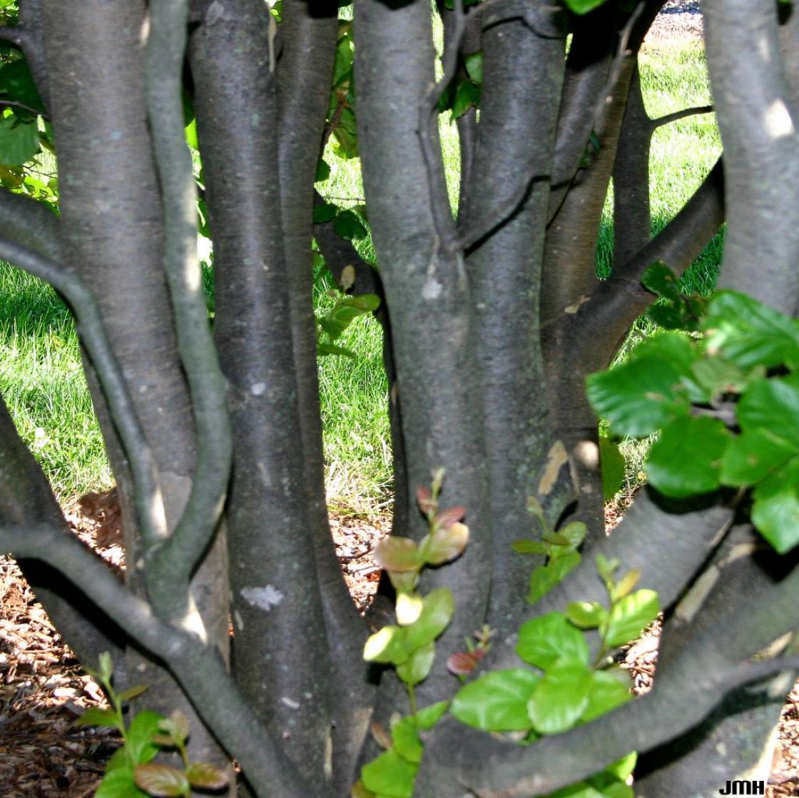 Parrotia persica (DC.) C. A. Meyer (Persian ironwood), bark