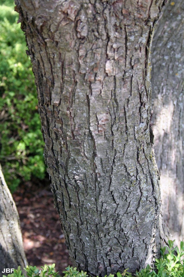 Malus floribunda Van Houtte (Japanese flowering crabapple), bark