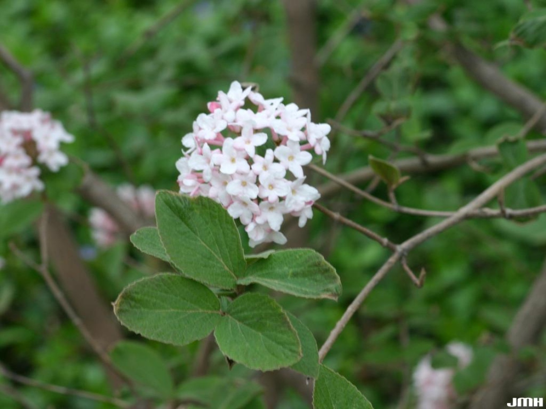 Cayuga viburnum The Morton Arboretum