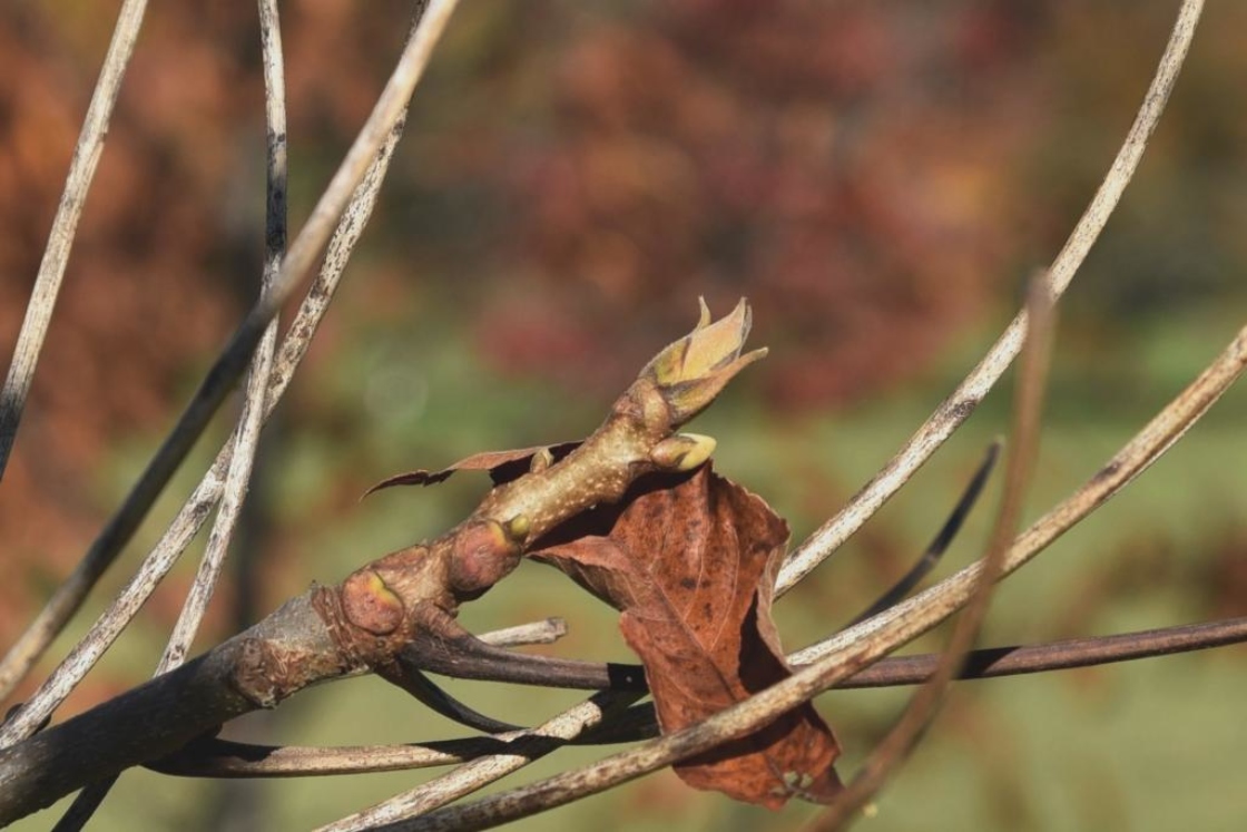 Shellbark hickory | The Morton Arboretum