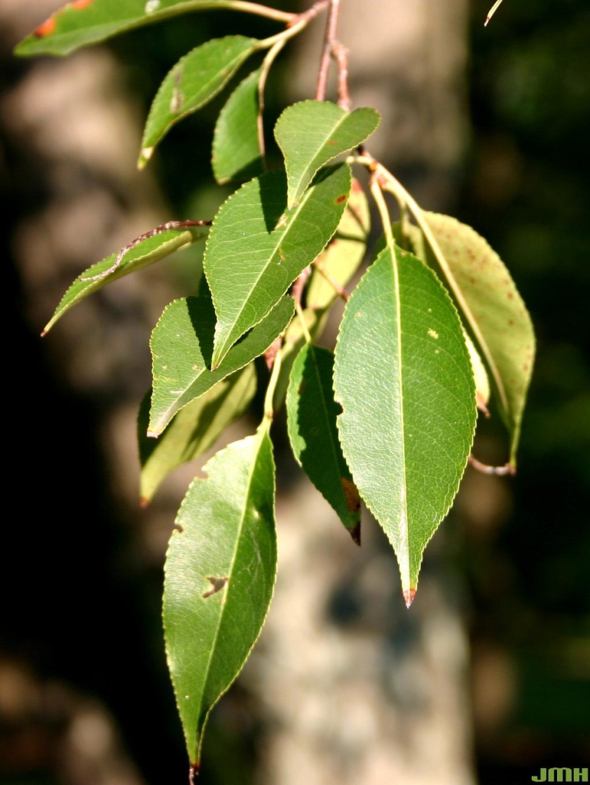 Black Cherry - Prunus serotina | Pots ready spring & fall