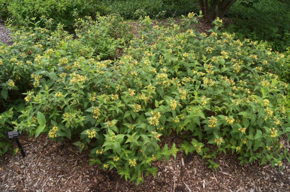 Diervilla rivularis 'Morton' (SUMMER STARS ™ Georgia Bush-honeysuckle), habit, summer