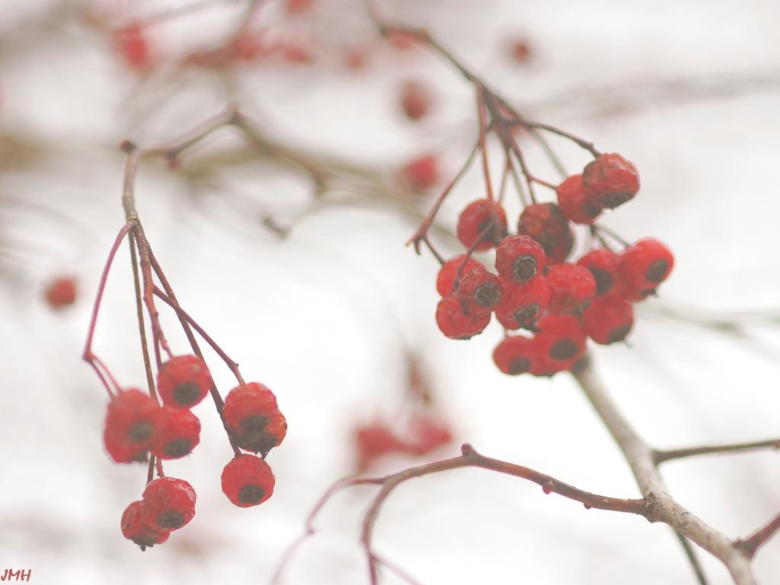 Crataegus phaenopyrum (L. f.) Medicus (Washington hawthorn), fruit in winter