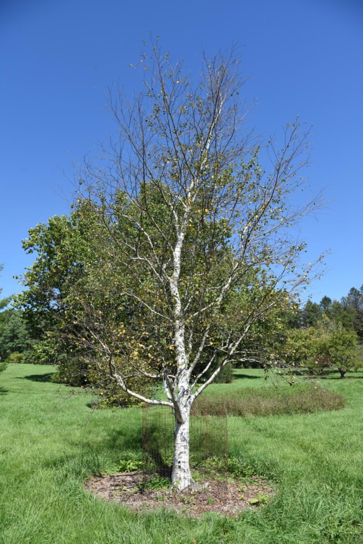 Betula pubescens (Moor Birch), habit, fall