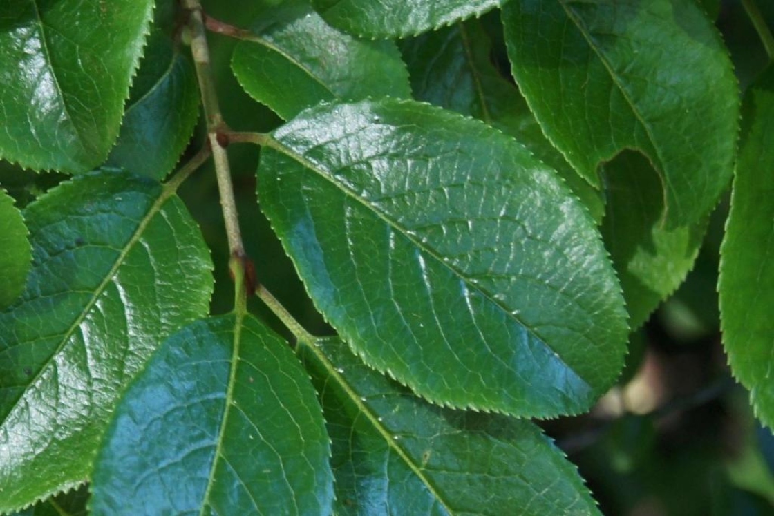 Viburnum rufidulum (Southern Blackhaw), leaf, upper surface