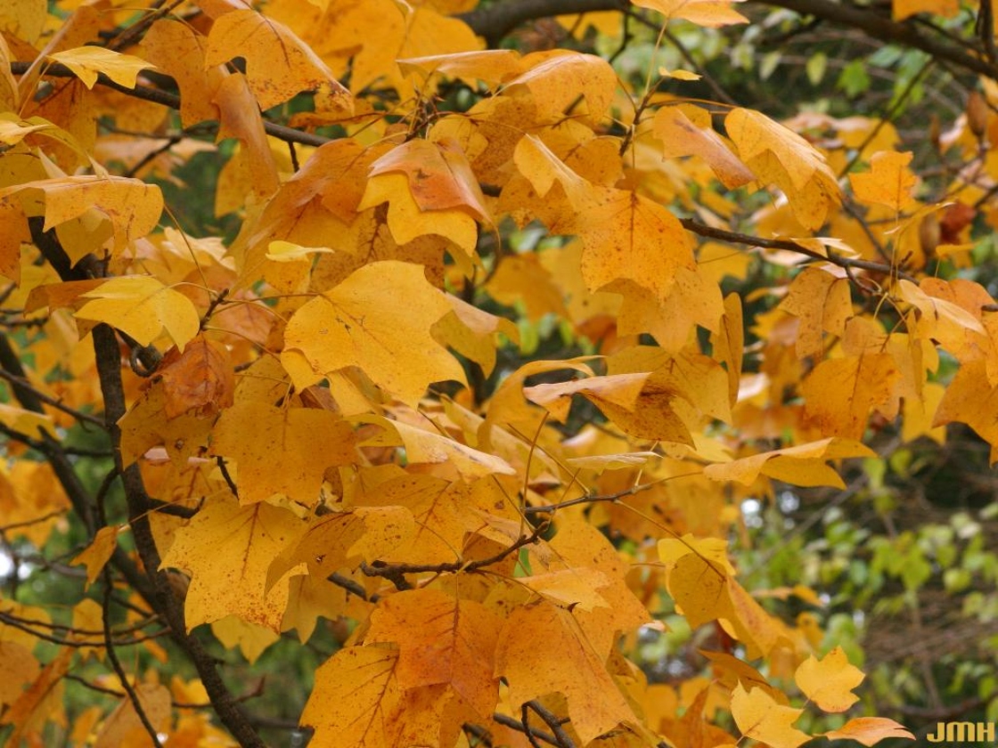 Liriodendron tulipifera L. (tulip-tree), leaves, fall color
