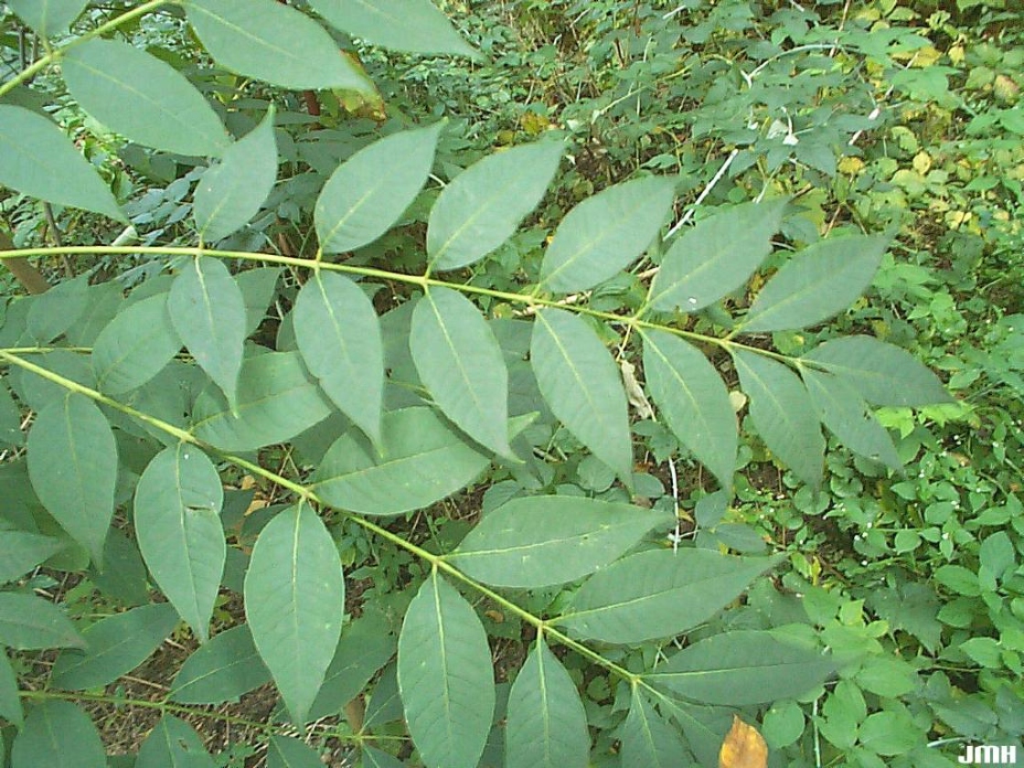 Juglans cinerea L. (butternut), leaves