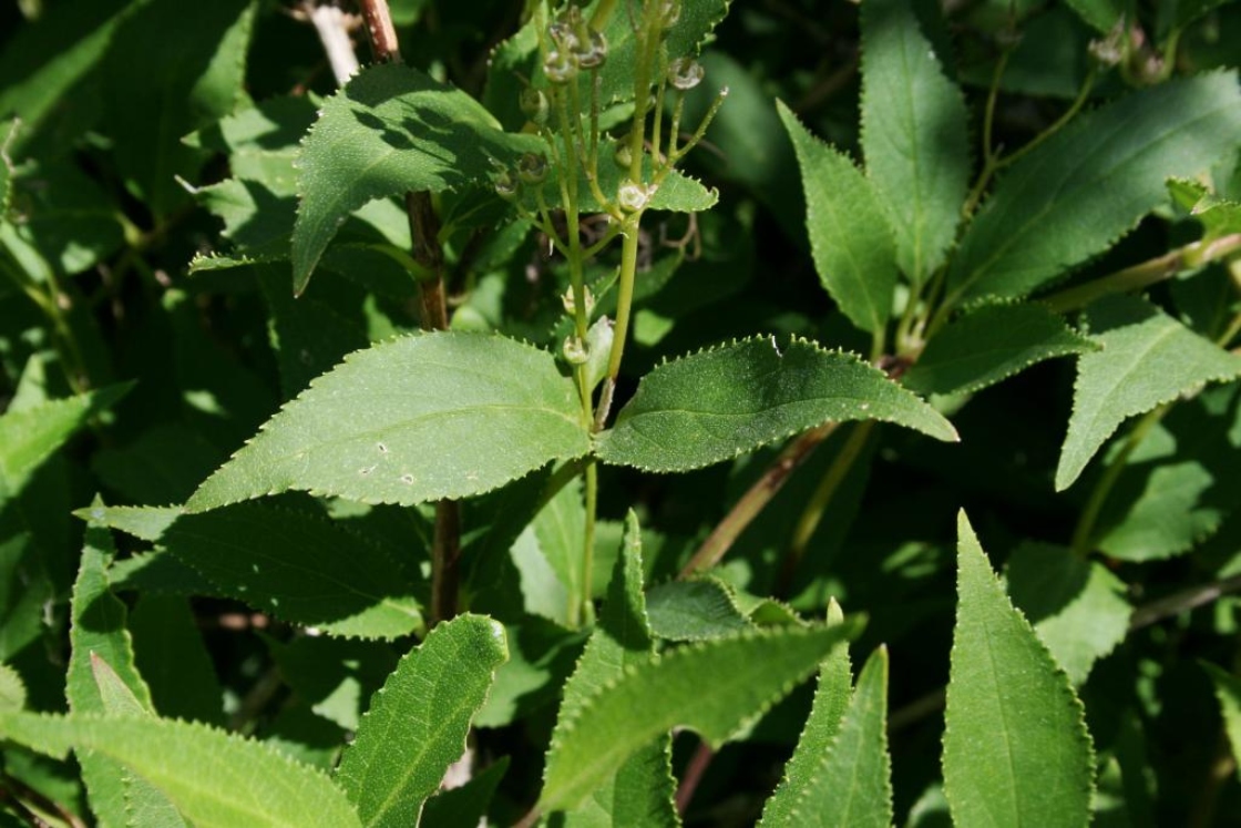 Deutzia gracilis 'Nikko' (Nikko Slender Deutzia), leaf, summer