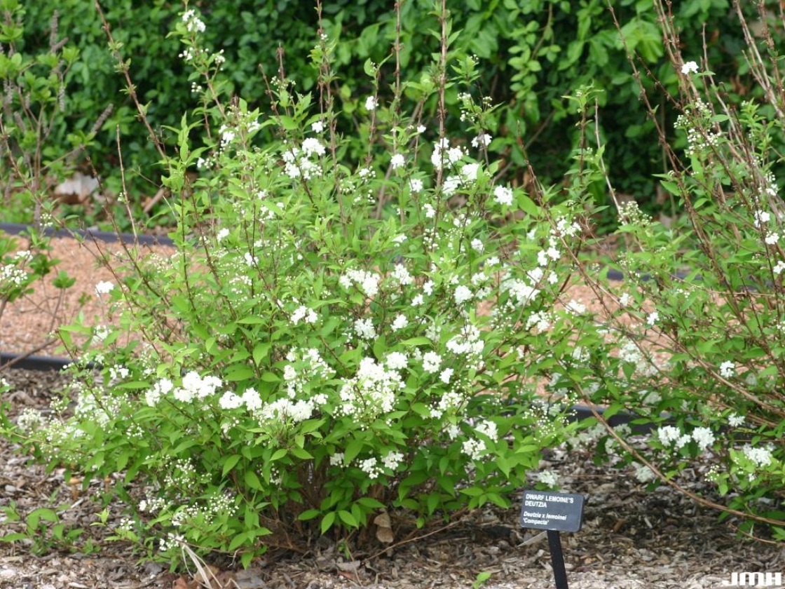 Deutzia x lemoinei ‘Compacta’ (Compact Lemoine’s deutzia), growth habit, shrub form