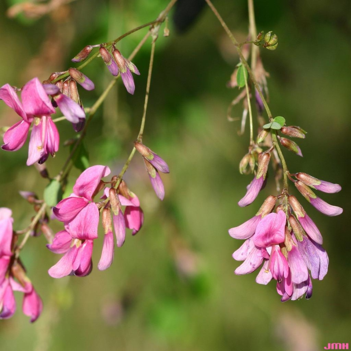 Image of Lespedeza bicolor Summer Beauty close up