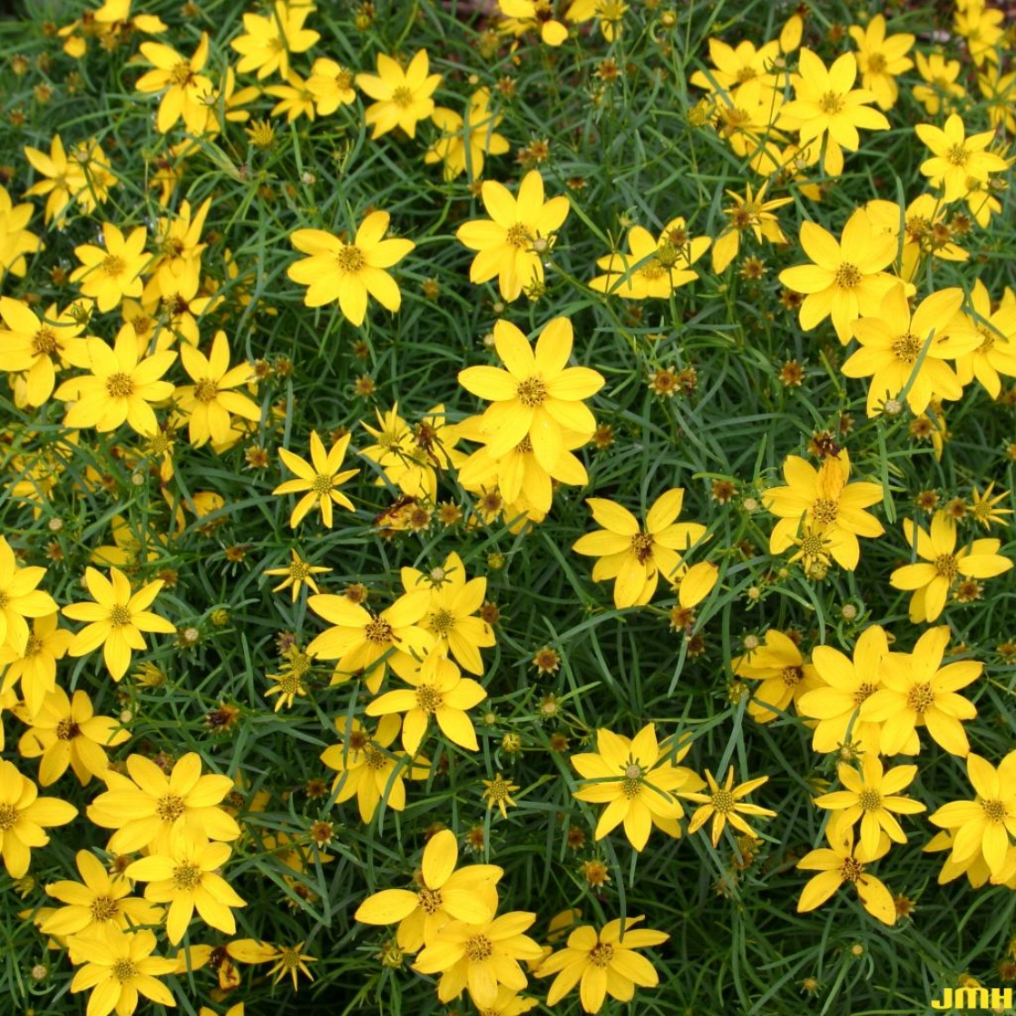 Whorled coreopsis | The Morton Arboretum