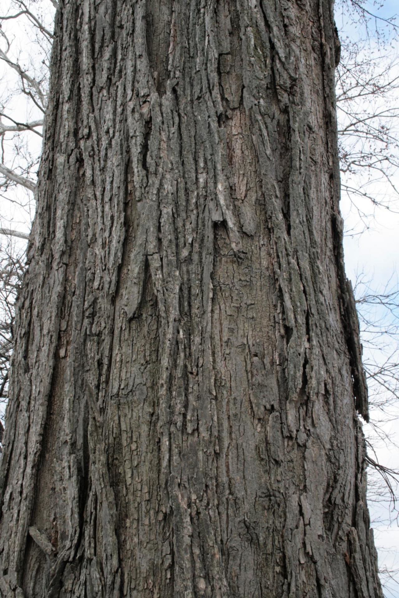 American elm | The Morton Arboretum