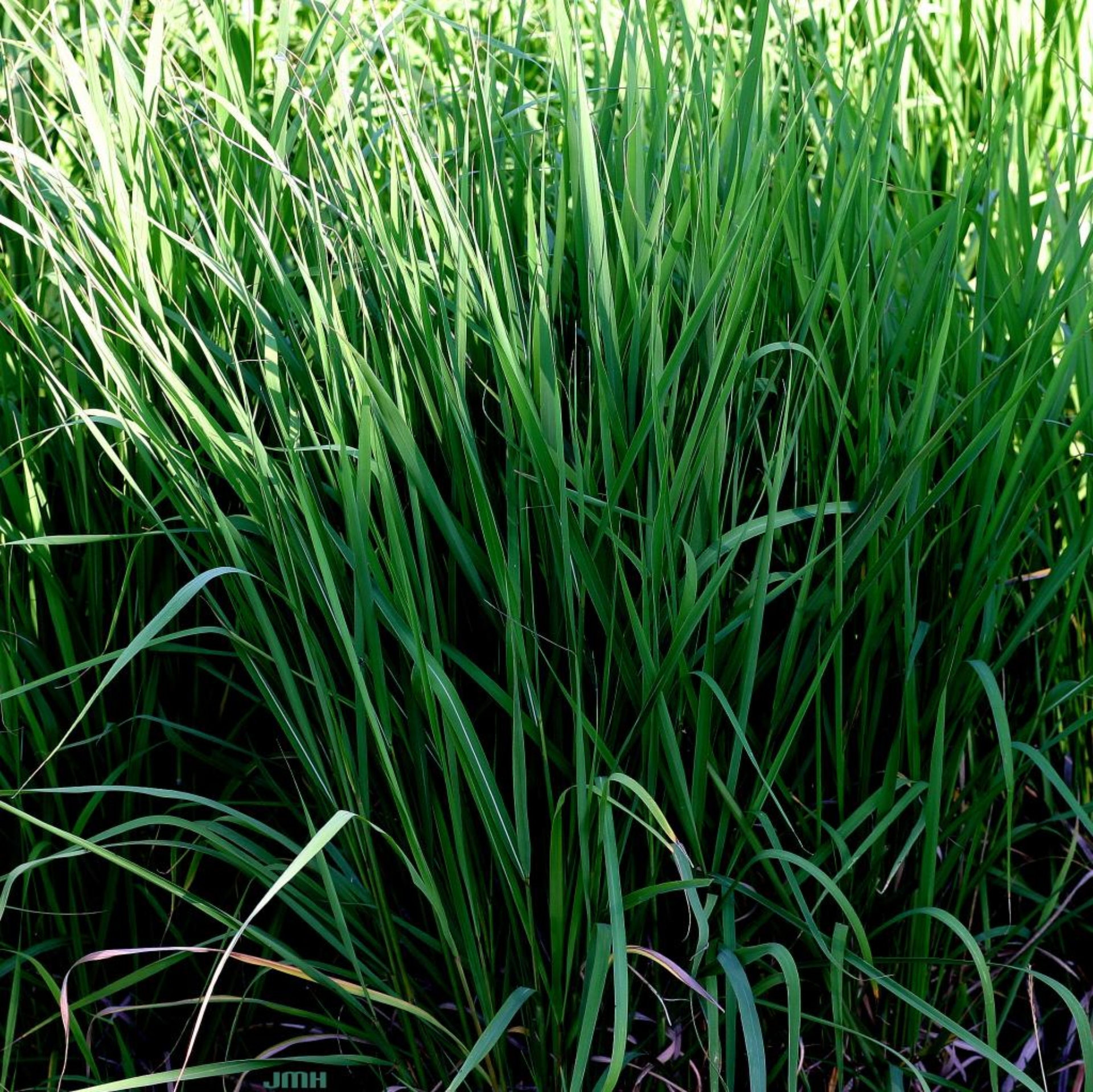 Indian grass | The Morton Arboretum