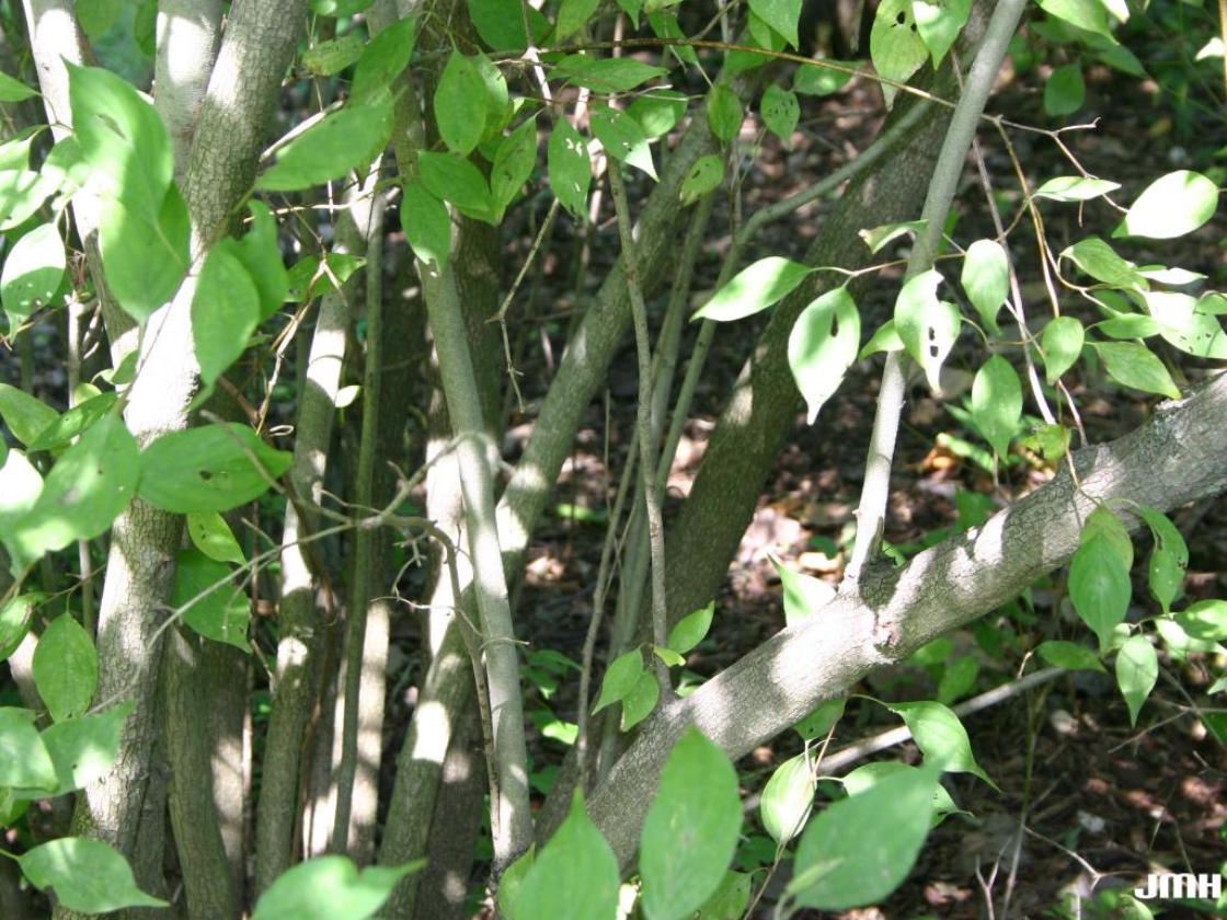 Cornus drummondii C. A. Meyer (rough-leaved dogwood), branches