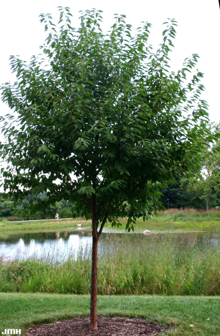 Prunus maackii Rupr. (Amur cherry), growth  habit, tree form