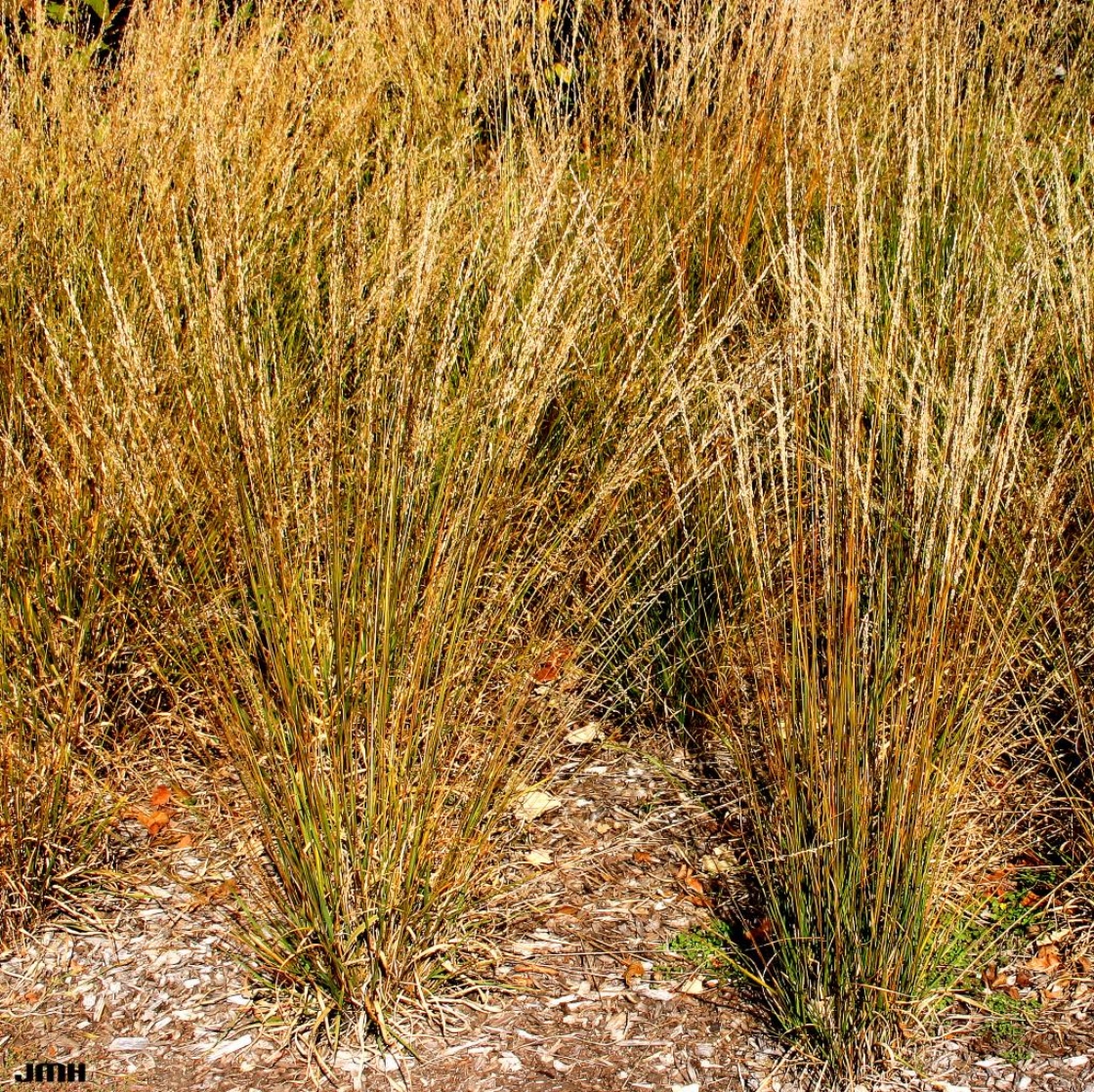 Molinia caerulea ssp. caerulea ‘Moorhexe’ (Moor Witch moor grass), growth habit, fall color