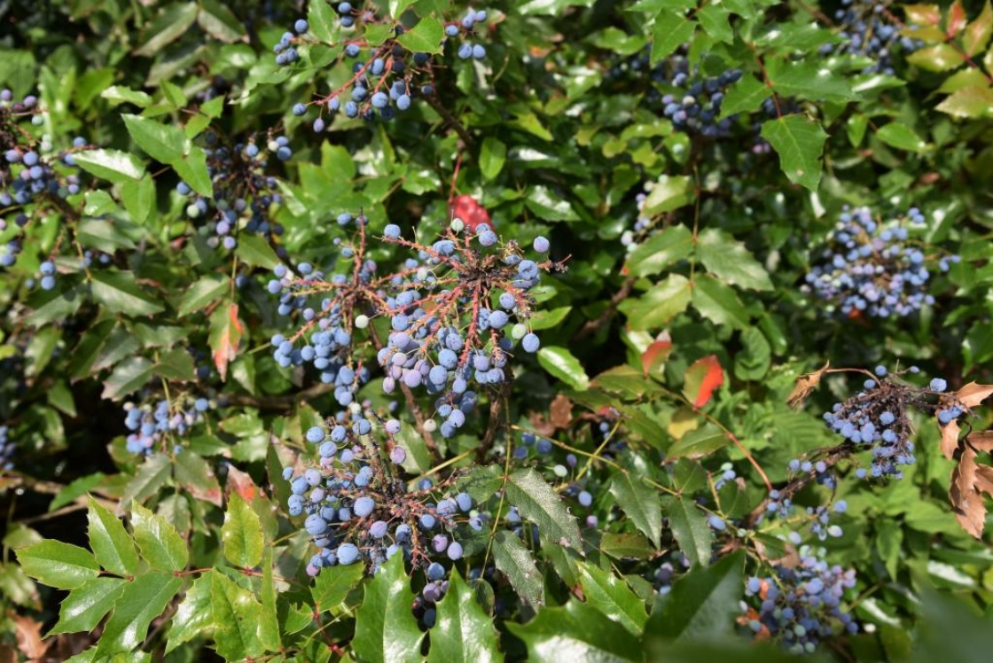 Oregon grape-holly | The Morton Arboretum