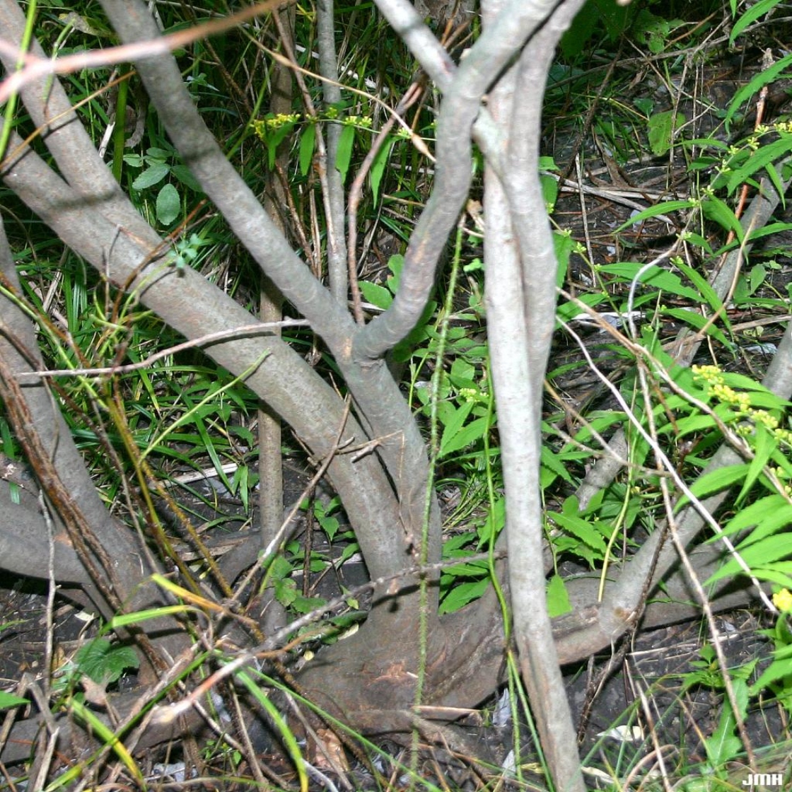 Salix humilis Marsh. (prairie willow), bark