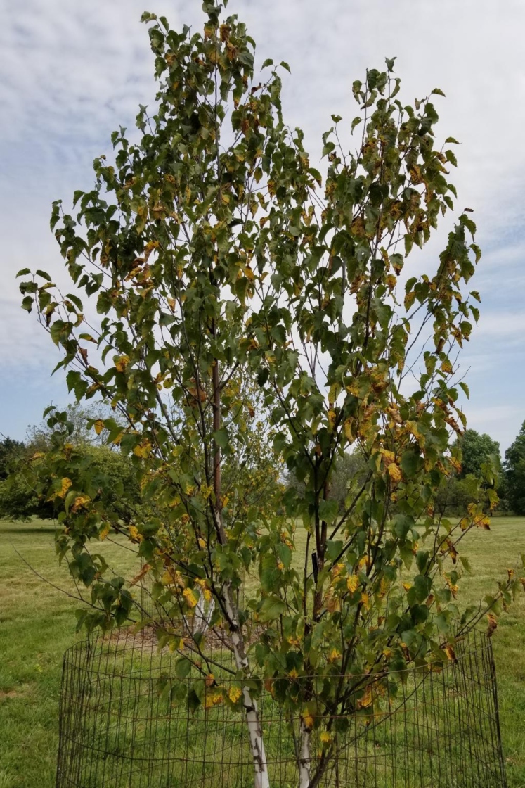 Betula papyrifera 'Renci' (RENAISSANCE REFLECTION, PP 12768) (RENAISSANCE REFLECTION® Paper Birch PP12768), habit, fall
