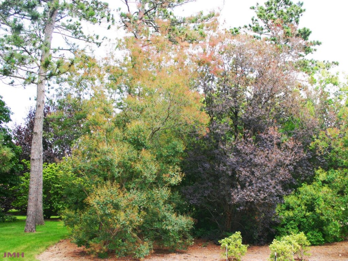 Cotinus coggygria ‘Nordine’ (Nordine Eurasian smoke tree), habit