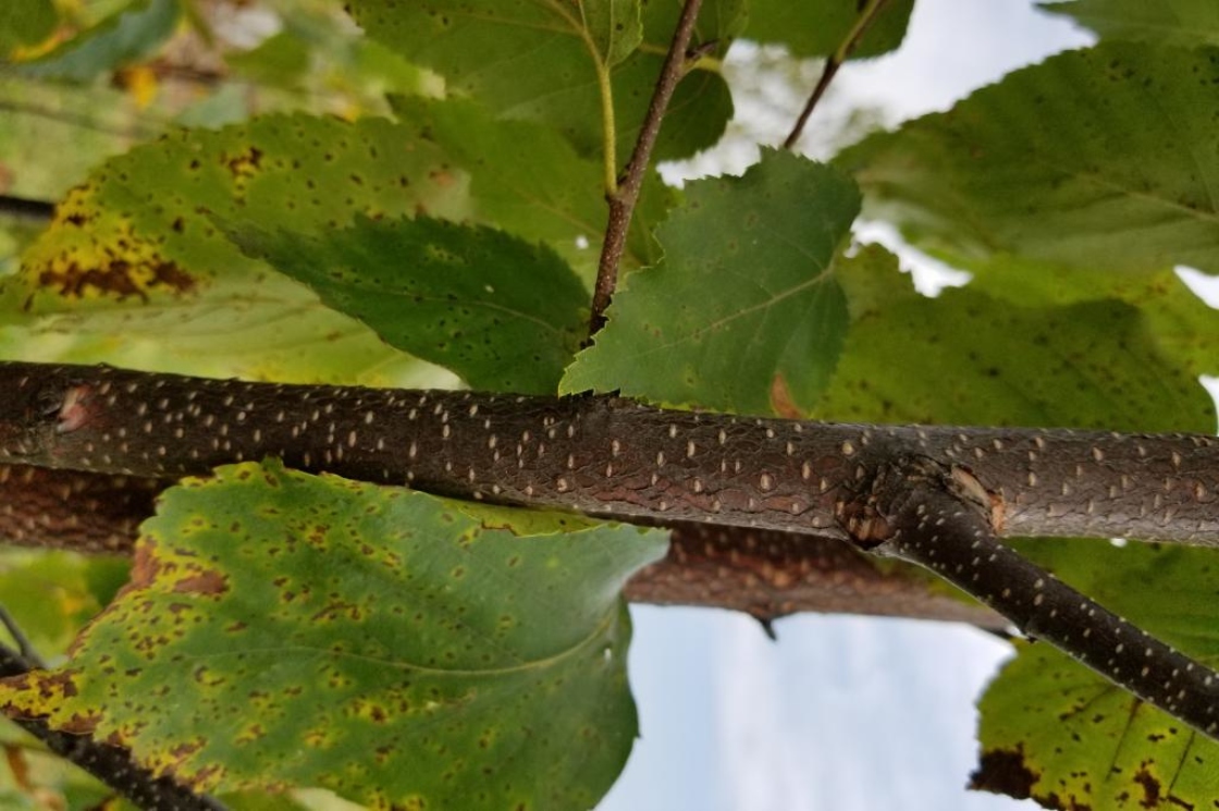 Betula papyrifera 'Renci' (RENAISSANCE REFLECTION, PP 12768) (RENAISSANCE REFLECTION® Paper Birch PP12768), bark, branch