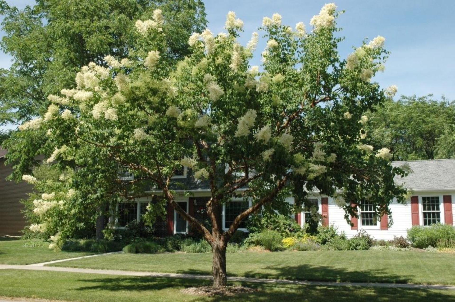 CHINA SNOW™ Peking lilac | The Morton Arboretum