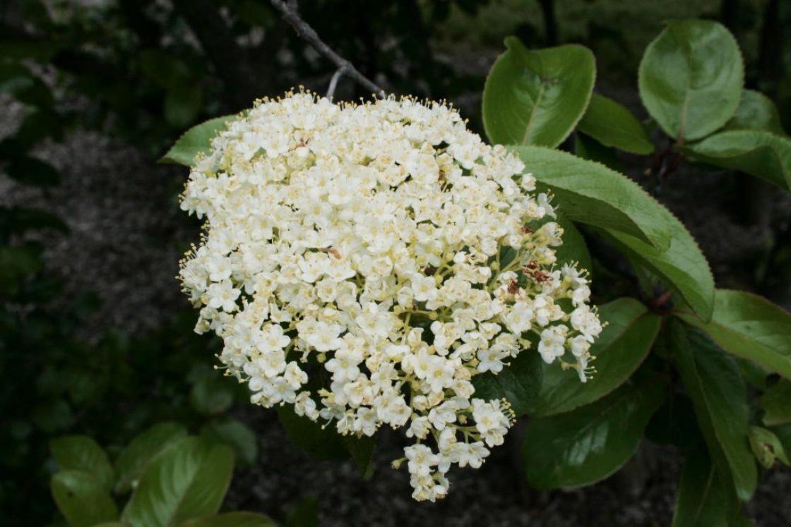 Southern black-haw | The Morton Arboretum