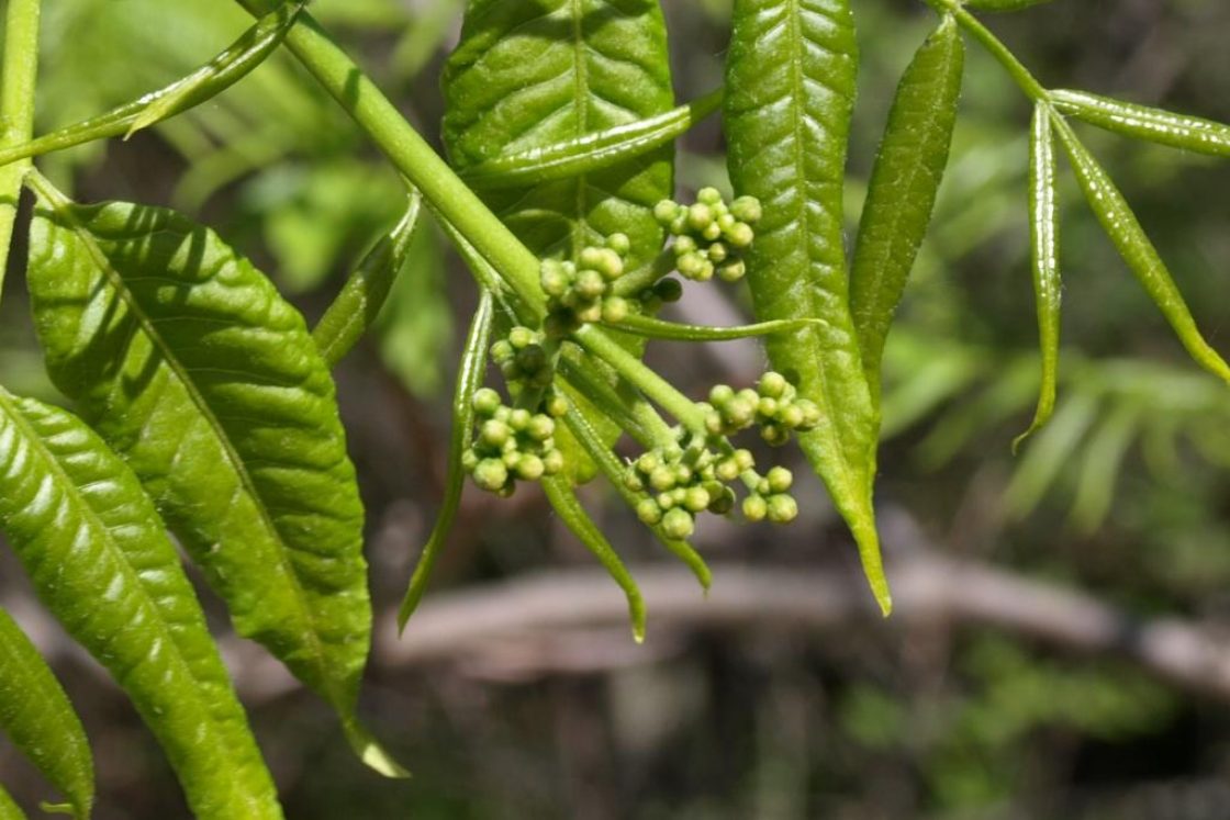Ailanthus altissima (Tree Of Heaven), bud, flower