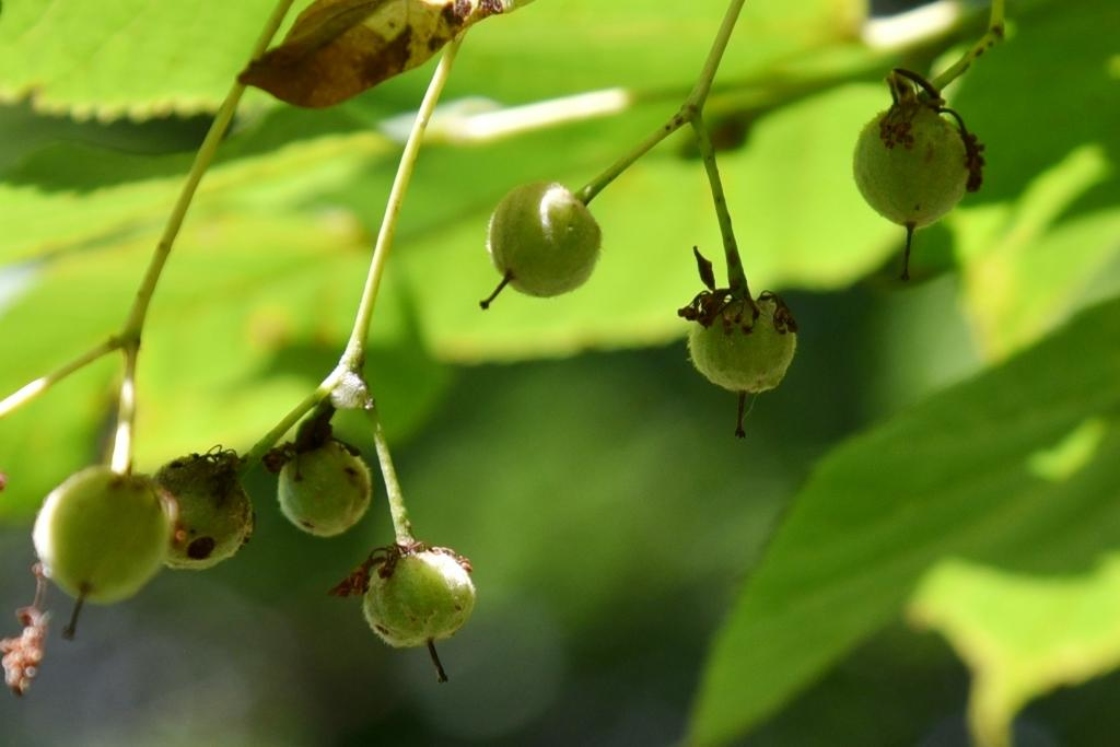 Tilia platyphyllos (Big-leaved Linden), fruit, immature