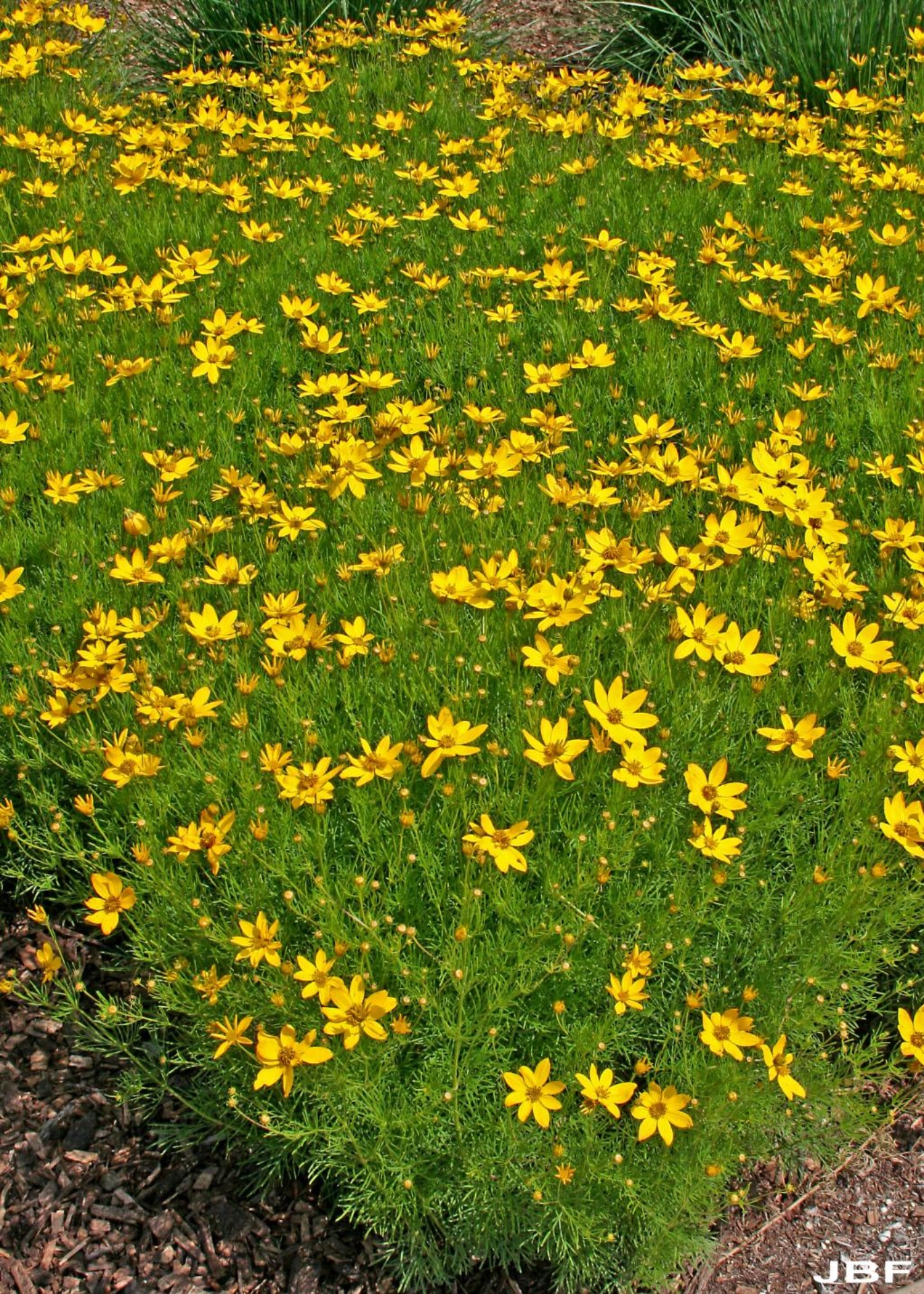 Whorled coreopsis | The Morton Arboretum