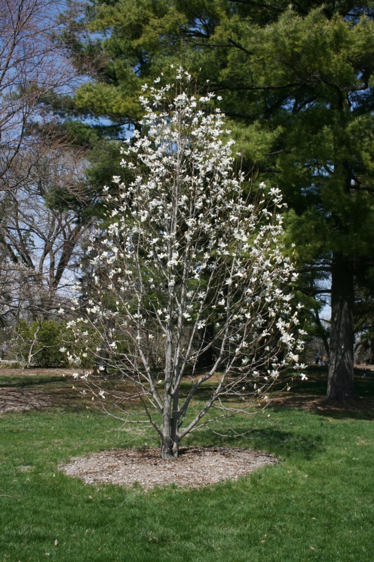 Japanese magnolia The Morton Arboretum