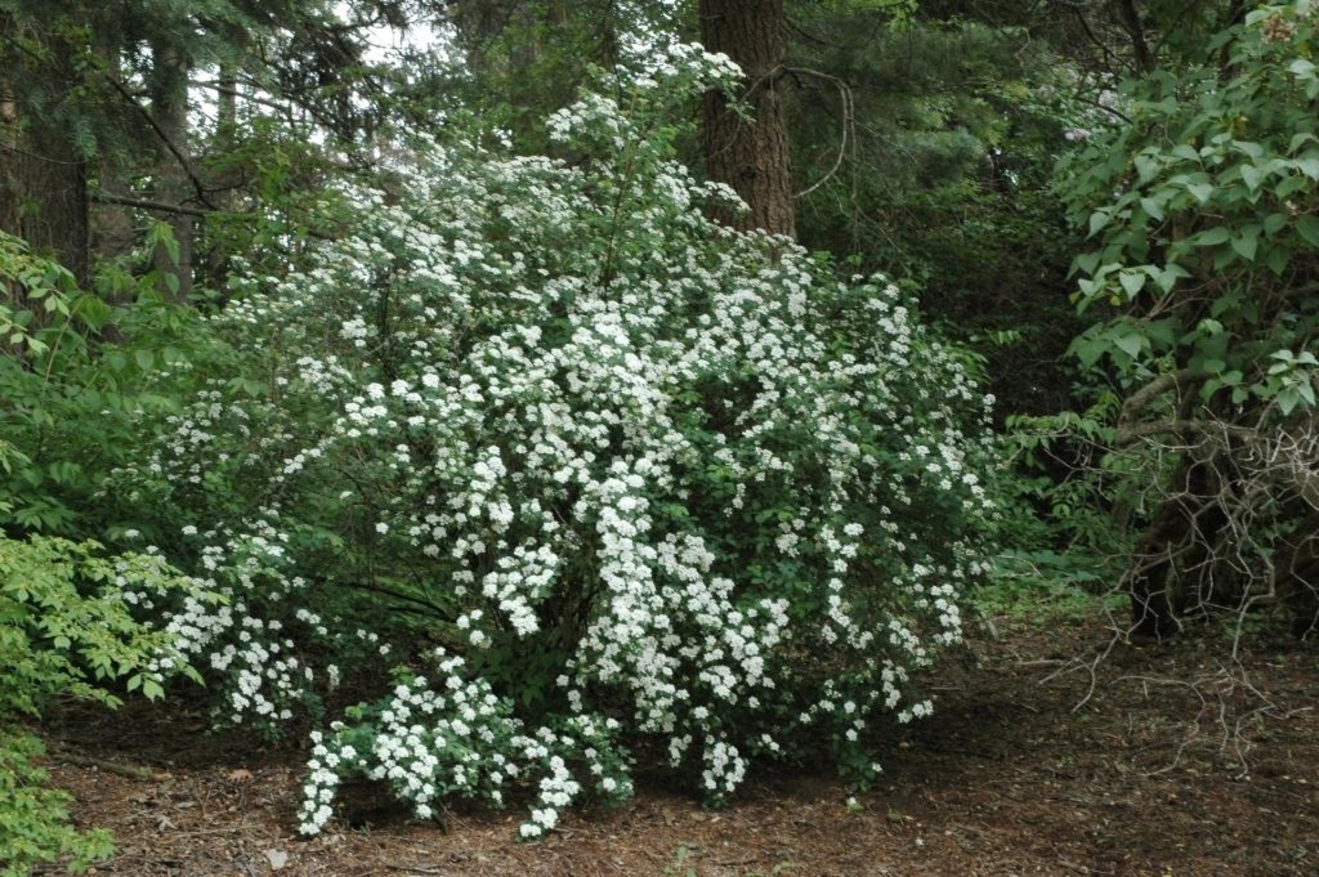 Image of Bridal spirea shrub in a woodland setting