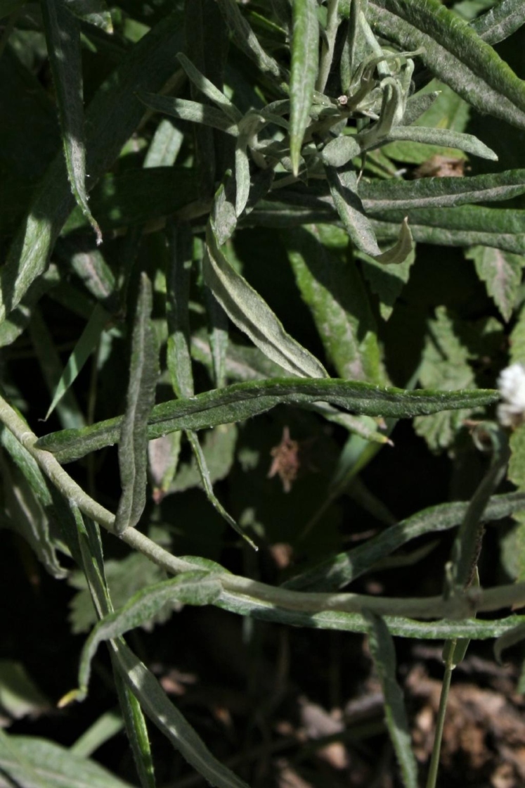 Anaphalis margaritacea (Pearly Everlasting), leaf, upper, surface, leaf, lower surface