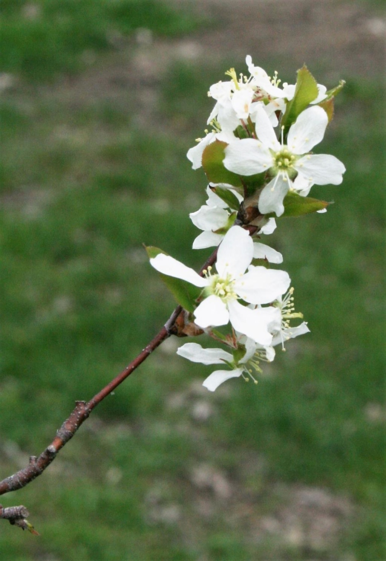 Amelanchier interior (Inland Serviceberry), inflorescence