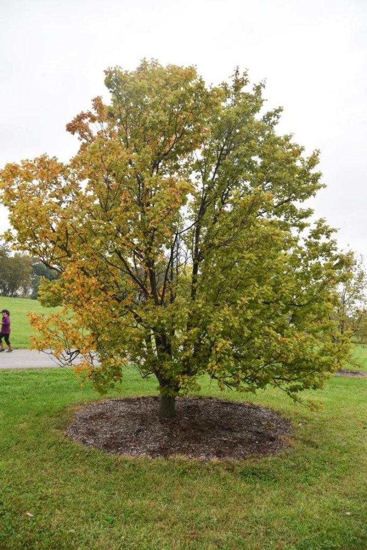 Sorbus alnifolia (Korean Mountain-ash), habit, fall