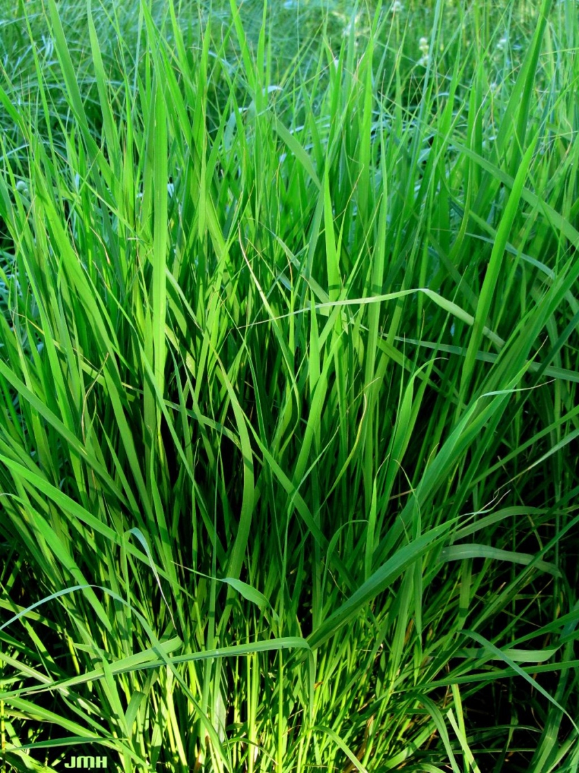 Panicum virgatum L. (switch grass), leaves