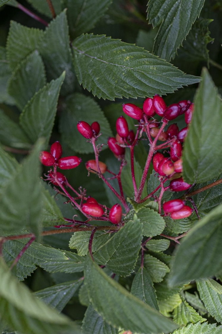 Viburnum farreri Stearn (fragrant viburnum), fruit