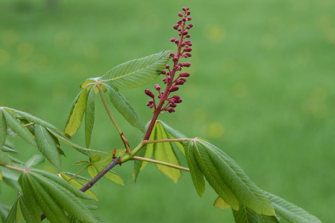 Aesculus pavia (Red Buckeye), bud, flower