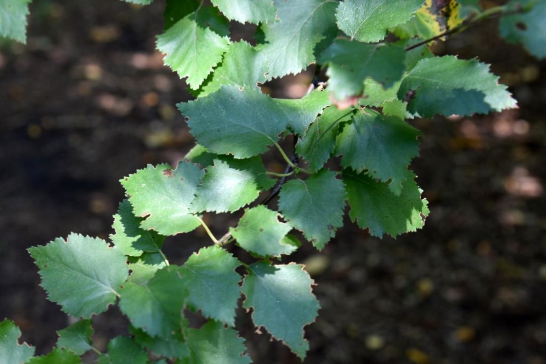 Betula pubescens (Moor Birch), leaf, summer