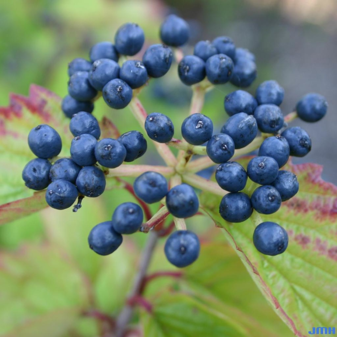 Viburnum dentatum (southern arrowwood), cluster of fruits, drupes
