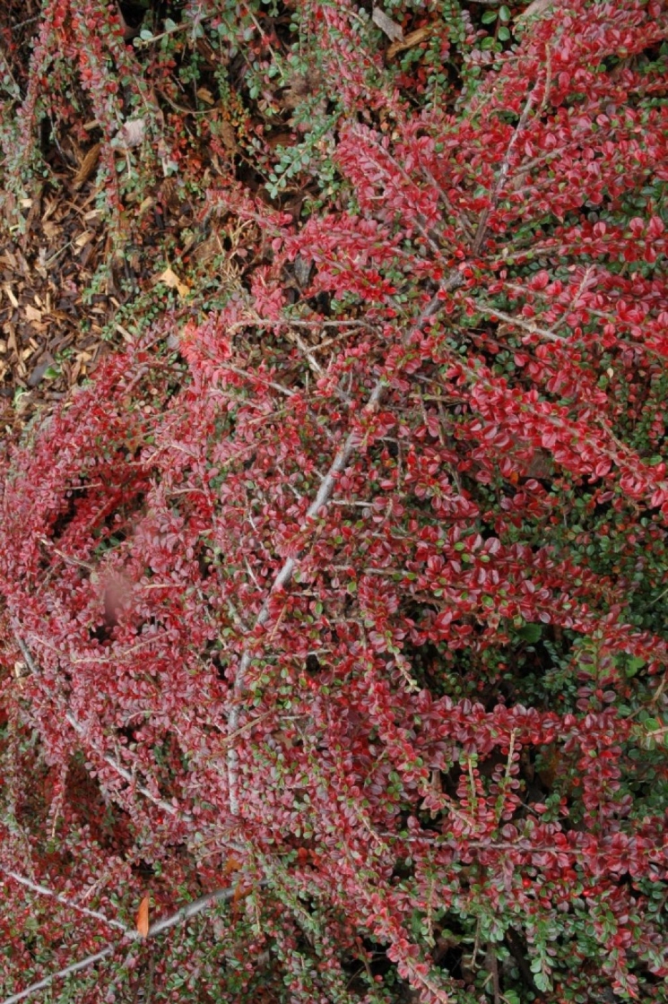 Creeping cotoneaster | The Morton Arboretum