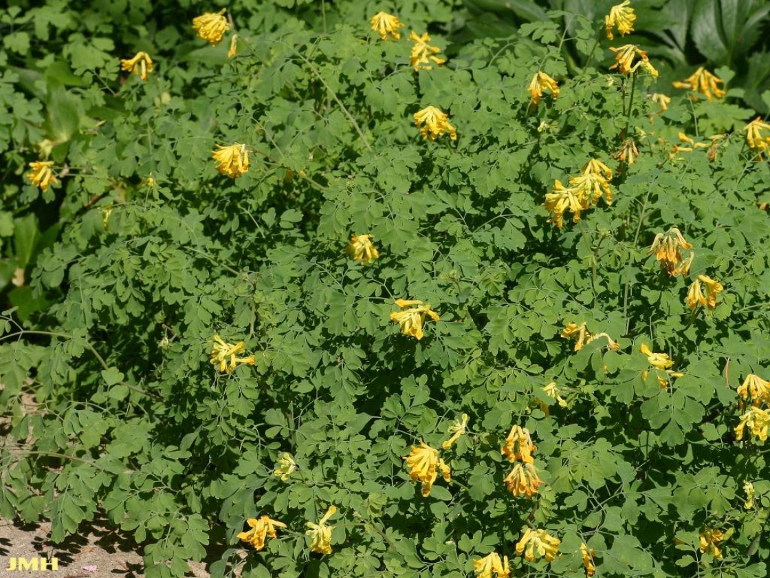 Pseudofumaria lutea (L.) Borkh. (Yellow Corydalis), growth habit