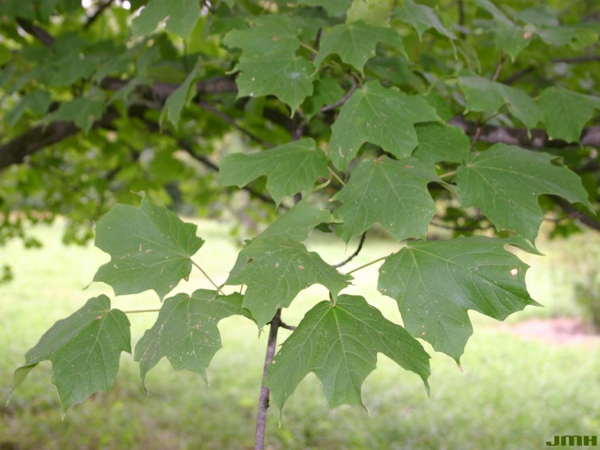 black maple tree leaves        
        <figure class=