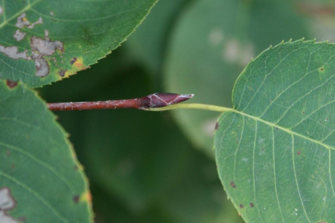 Amelanchier interior (Inland Serviceberry), bud, terminal