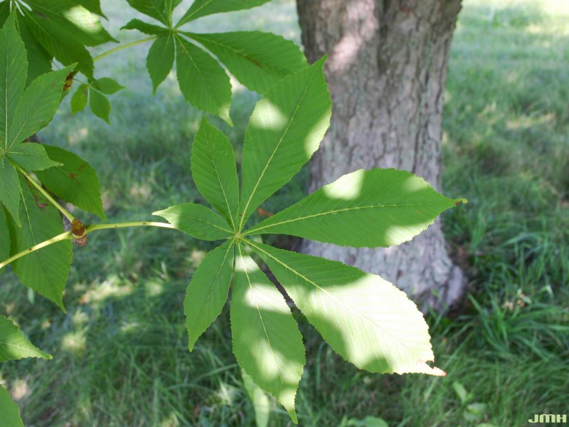 Aesculus pavia L. (red buckeye), leaves