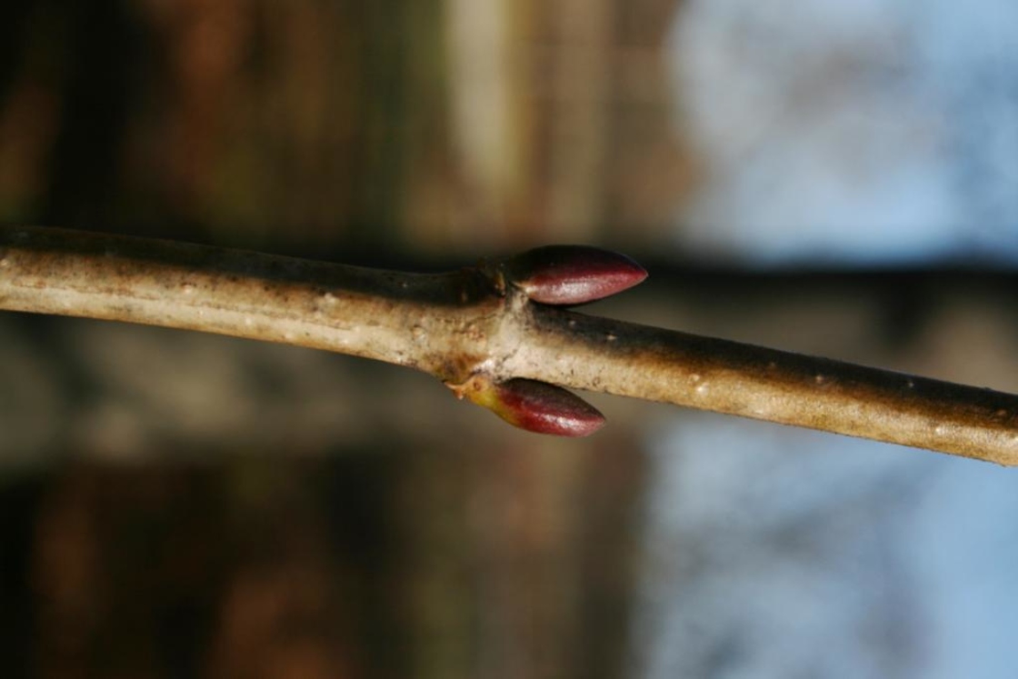 Viburnum opulus var. americanum (American Cranberry-bush), bud, lateral