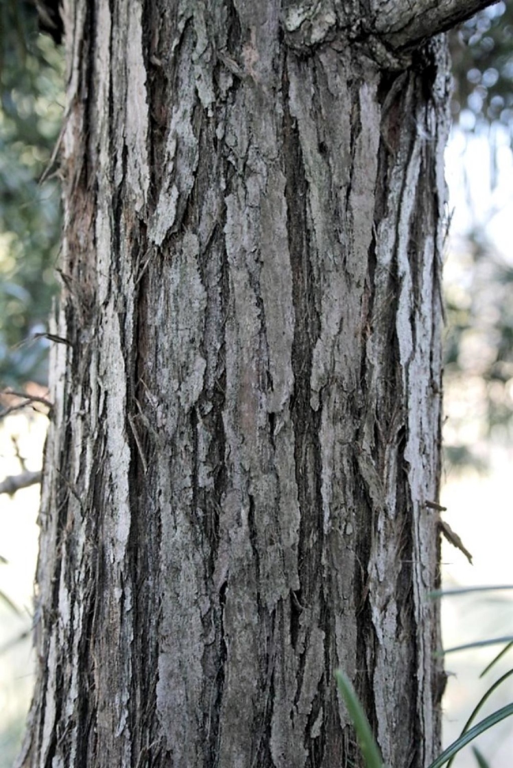 Japanese umbrella-pine | The Morton Arboretum