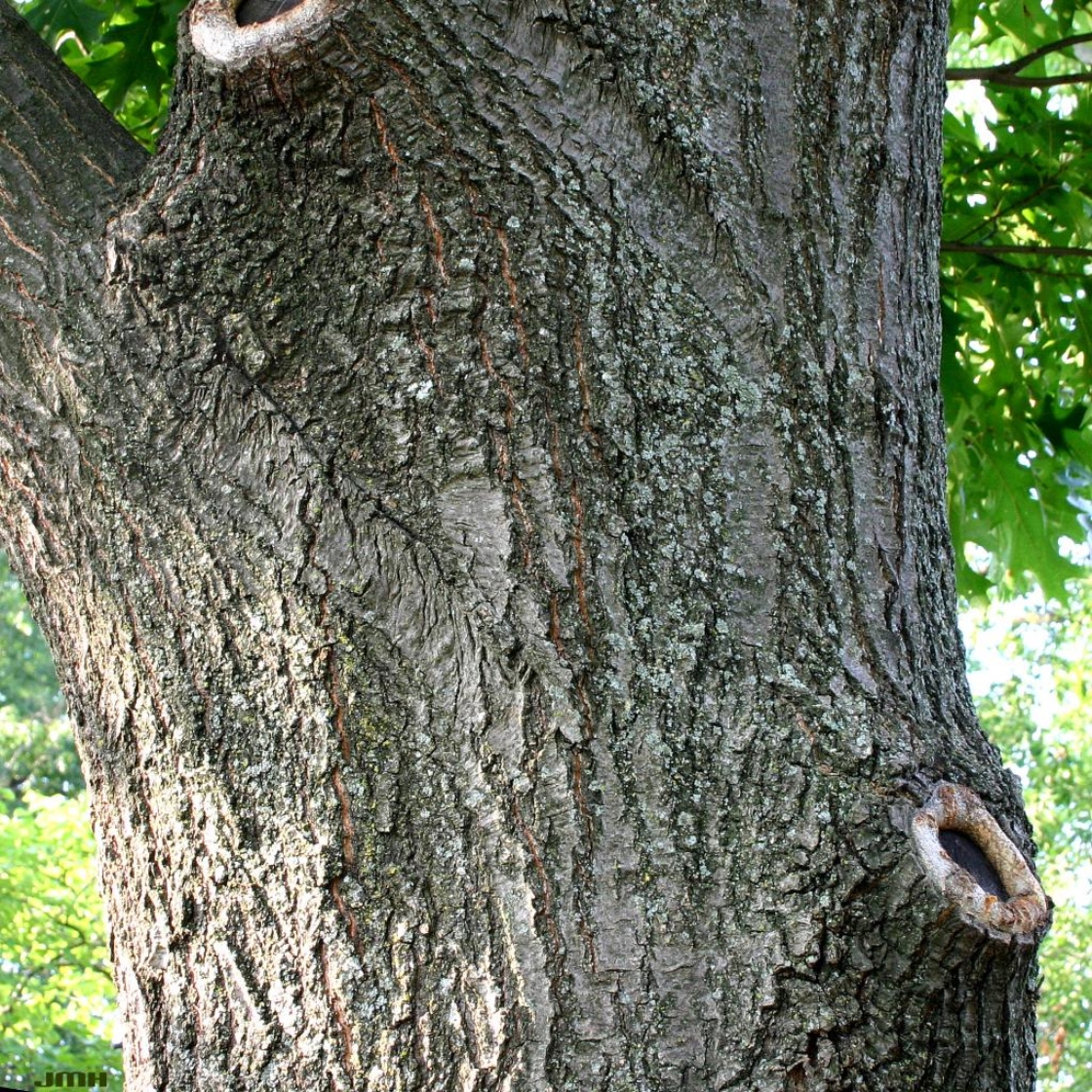 Northern red oak | The Morton Arboretum